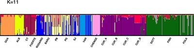 Population structure of the shallow coral Madracis auretenra in the Caribbean Sea